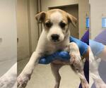 Small American Pit Bull Terrier Mix