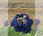 Small Photo #12 French Bulldog Puppy For Sale in STAFFORD, VA, USA