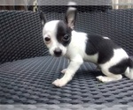 Small Photo #3 Chihuahua Puppy For Sale in LEBANON, NJ, USA