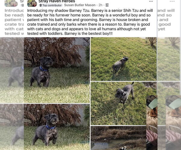 Medium Photo #2 Shih Tzu Puppy For Sale in Aurora, IN, USA