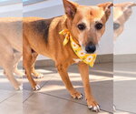 Luna - Female Mutt Dog for Adoption - Small photo
