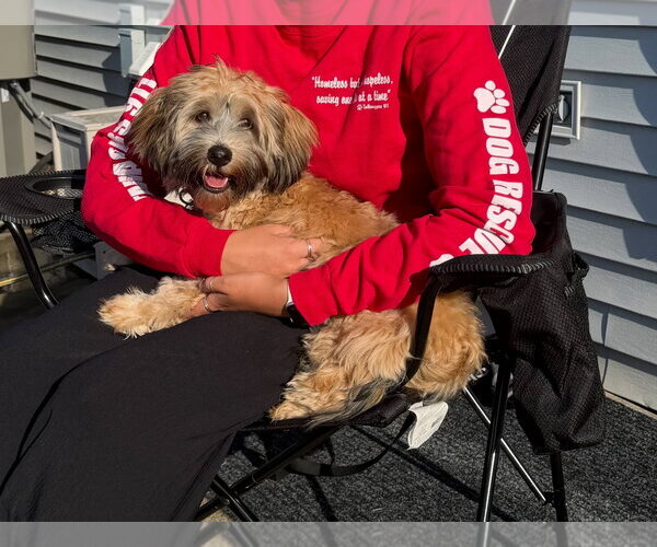 Medium Photo #3 Shih Tzu-Unknown Mix Puppy For Sale in Grafton, WI, USA
