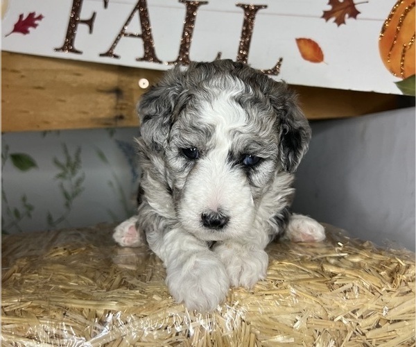 Medium Photo #98 Sheepadoodle Puppy For Sale in HUNTINGTON BEACH, CA, USA