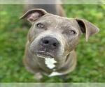 Small American Pit Bull Terrier Mix