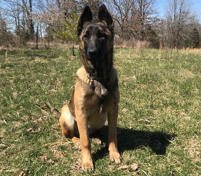 Medium Photo #4 Belgian Malinois Puppy For Sale in WEST PLAINS, MO, USA