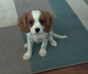 Cavalier King Charles Spaniel Puppy for sale in LOUISVILLE, KY, USA