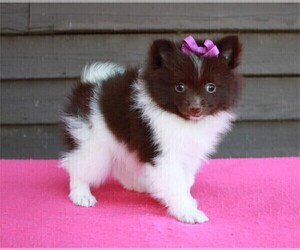 Pomeranian Puppy for sale in MIAMI BEACH, FL, USA