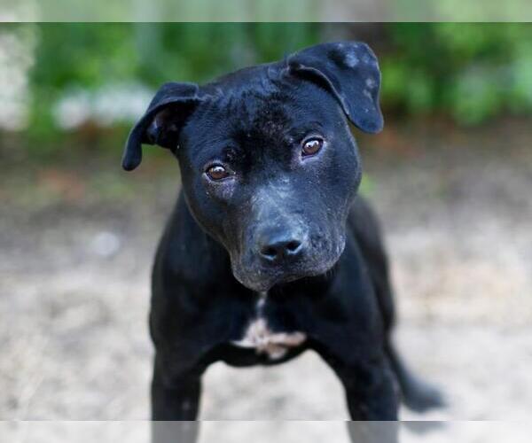 Medium Photo #1 Labrador Retriever-Unknown Mix Puppy For Sale in Tavares, FL, USA