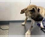 Small German Shepherd Dog Mix
