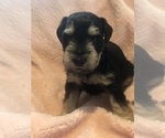 Small Photo #3 Schnauzer (Miniature) Puppy For Sale in SARASOTA, FL, USA