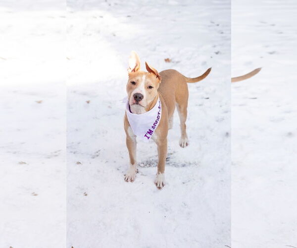 Medium Photo #14 Mutt Puppy For Sale in Crete, IL, USA