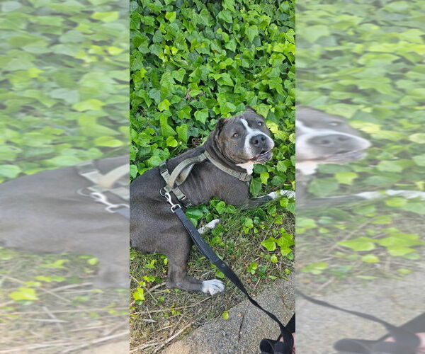 Medium Photo #1 Mutt Puppy For Sale in Woodland Hills, CA, USA