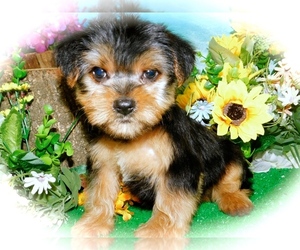 Yorkshire Terrier Puppy for sale in HAMMOND, IN, USA