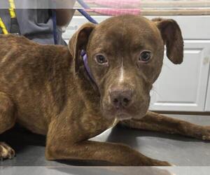 Bulldog-Unknown Mix Dogs for adoption in Forestville, MD, USA