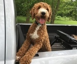 Small Photo #1 Goldendoodle (Miniature) Puppy For Sale in CASSVILLE, MO, USA