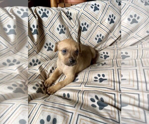 Medium Photo #3 Labrador Retriever-Unknown Mix Puppy For Sale in Duluth, MN, USA