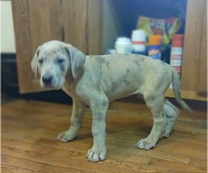 Great Dane Puppy for sale in BUCYRUS, OH, USA