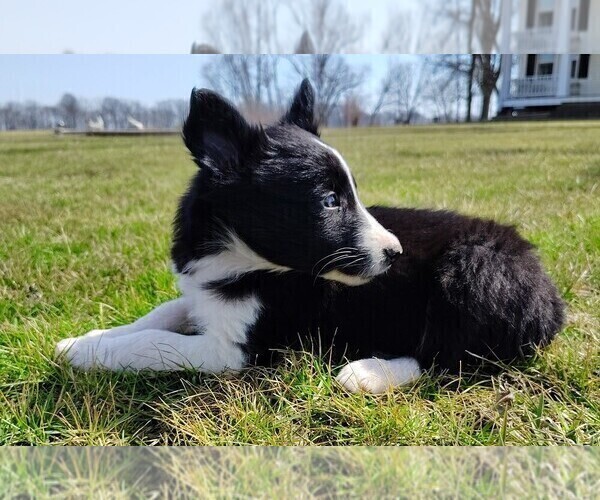 Medium Photo #10 Border Collie Puppy For Sale in NORBORNE, MO, USA