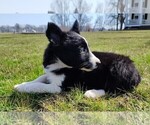 Small #9 Border Collie