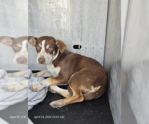 Mutt Dogs for adoption in San Antonio, TX, USA