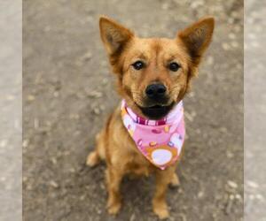 Mutt Dogs for adoption in San Antonio, TX, USA