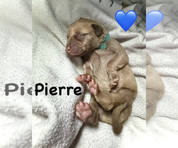 Medium Photo #3 Staffordshire Bull Terrier-Unknown Mix Puppy For Sale in Holly Springs, NC, USA