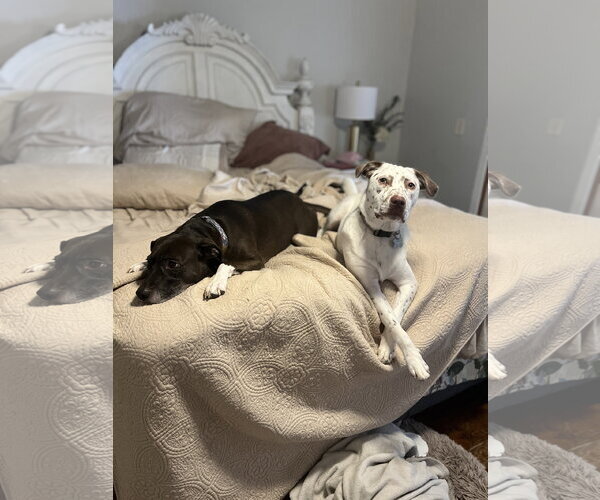 Medium Photo #10 Catahoula Leopard Dog-Unknown Mix Puppy For Sale in Holly Springs, NC, USA