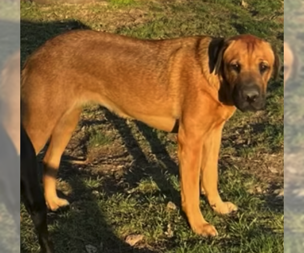 Medium Photo #7 Mastiff Puppy For Sale in Chester, NJ, USA