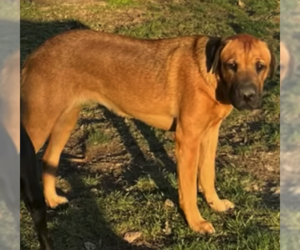 Mastador Dogs for adoption in Chester, NJ, USA