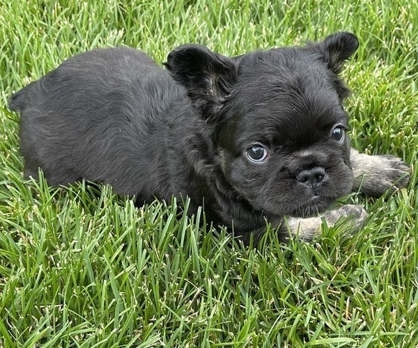 Medium Photo #3 French Bulldog Puppy For Sale in ELIZABETH, CO, USA