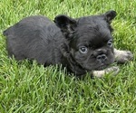 Small Photo #3 French Bulldog Puppy For Sale in ELIZABETH, CO, USA