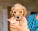 Small #4 Poodle (Standard)