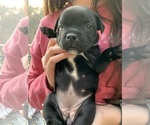 Small Photo #9 Staffordshire Bull Terrier Puppy For Sale in DAWSONVILLE, GA, USA