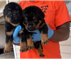 Rottweiler Puppy for sale in SHELBY, NC, USA