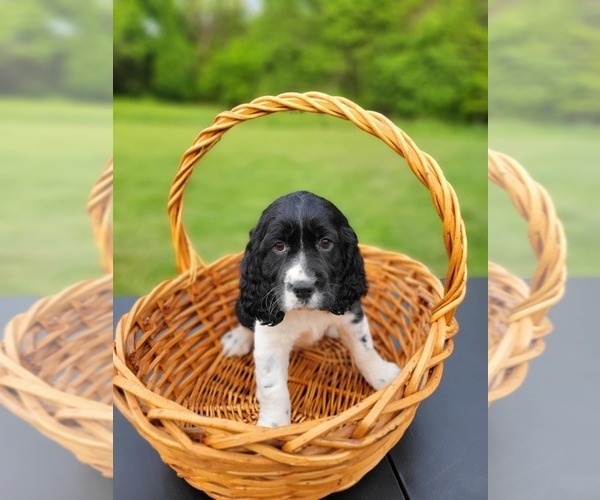 Medium Photo #1 English Springer Spaniel Puppy For Sale in SHEPHERDSVILLE, KY, USA