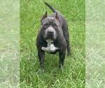 Small Photo #15 American Bully Puppy For Sale in OCALA, FL, USA