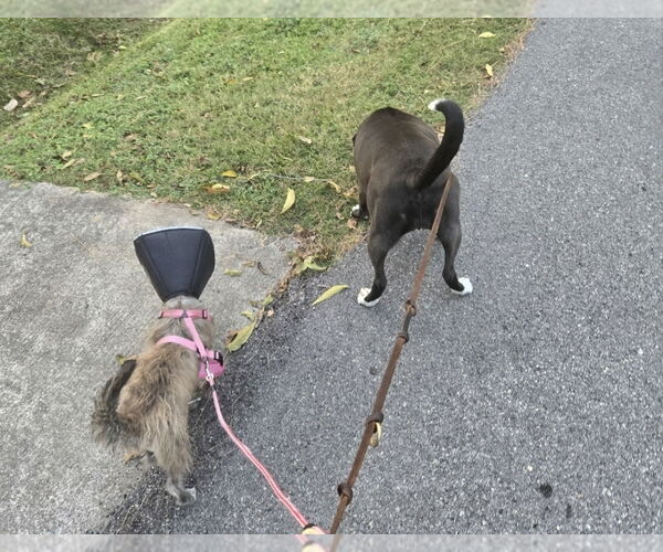 Medium Photo #4 Mutt Puppy For Sale in Lakewood, CO, USA