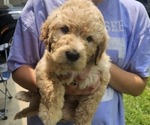 Puppy Marshall Mather Goldendoodle