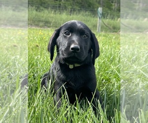 Labrador Retriever Puppy for Sale in NEOLA, West Virginia USA