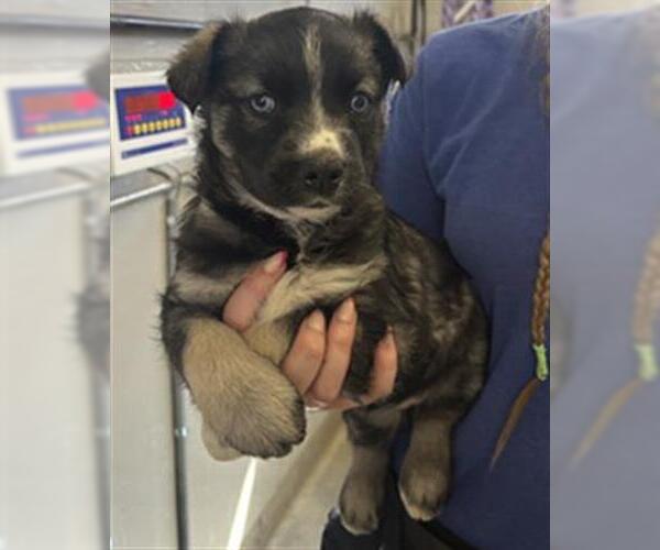 Medium Photo #1 Siberian Husky-Unknown Mix Puppy For Sale in Camarillo, CA, USA