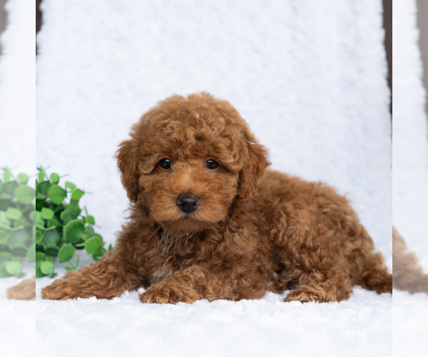 Medium Photo #4 Poodle (Miniature) Puppy For Sale in DORNSIFE, PA, USA