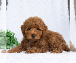 Small #3 Poodle (Miniature)