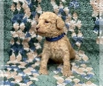Small Photo #6 Australian Labradoodle Puppy For Sale in MACON, IL, USA