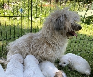 Mother of the Coton de Tulear puppies born on 03/21/2024