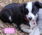 Small Photo #17 Miniature Australian Shepherd Puppy For Sale in ADAIR VILLAGE, OR, USA