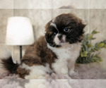 Small Photo #3 Shih Tzu Puppy For Sale in CLARE, MI, USA