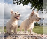 Small Photo #3 West Highland White Terrier Puppy For Sale in PLEASANTON, KS, USA
