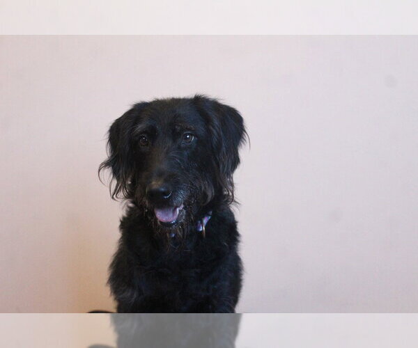 Medium Photo #2 Labrador Retriever-Unknown Mix Puppy For Sale in Chestertown, MD, USA