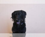 Small #1 Labrador Retriever Mix