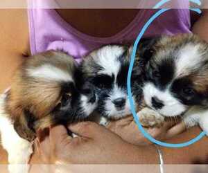 Shiranian Puppy for sale in GAINESVILLE, FL, USA